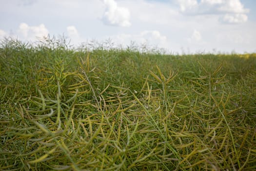 A close-up view of a rapeseed field, with green pods filling most of the frame, signaling the early stages of maturation. The sky with white clouds adds depth to this serene agricultural scene.