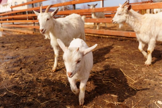 Goat stands gracefully on a tall pile of golden hay, surveying its surroundings with curiosity and poise.
