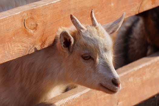 Close-up view of a curious goat surrounded by wooden fencing in a rustic pen.