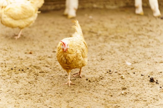 Chicken are seen standing on top of a dirt ground, pecking and scratching at the surface.