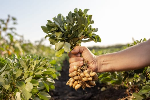 A farmer holding freshly harvested peanuts with roots in a field. The background features green peanut plants under a cloudy sky, showcasing agricultural activity.