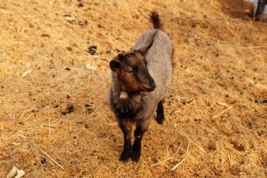 Goat peacefully grazing in field under the warm sunlight, showcasing its beauty and tranquility.