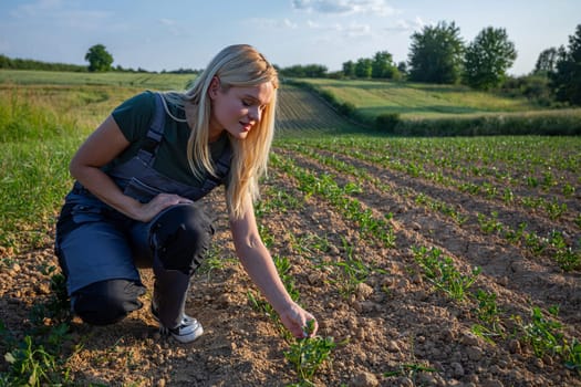 In the golden glow of a sun-kissed day, a young and beautiful woman farmer tends to her crops in the field, kneeling down to carefully inspect the fertile soil. Clad in practical work attire and sneakers, she exudes determination and dedication as she nurtures her agricultural endeavors. With blonde hair catching the sunlight, she epitomizes the spirit of resilience and hard work that characterizes farm life. The sun shines on her face. Her hands, calloused from hours spent in the fields, tenderly touch the yields, ensuring the health and vitality of her crops. Against the backdrop of the sprawling landscape, she is a beacon of strength and tenacity, embodying the timeless connection between humanity and the land. As she tends to her duties with unwavering focus, the warmth of the sun envelops her, infusing her with energy and purpose. This captivating image captures the essence of rural life, where the harmony between farmer and field flourishes under the radiant embrace of nature.
