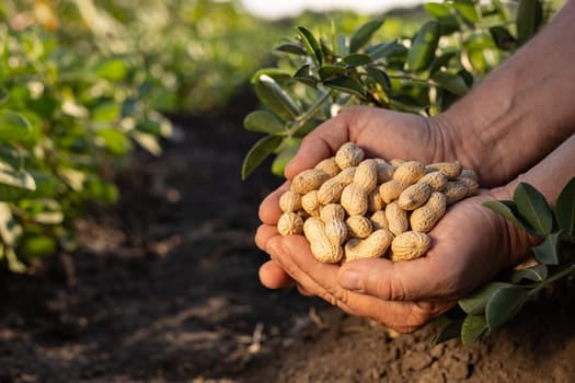 a farmer s hand cradling freshly harvested peanuts from a vibrant green field showcasing the agricultural bounty of this nutritious nut