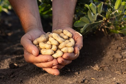 A farmer holding freshly harvested peanuts with roots in a field. The background features green peanut plants under a cloudy sky, showcasing agricultural activity.