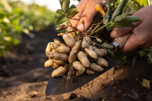 A farmer holding freshly harvested peanuts with roots in a field. The background features green peanut plants under a cloudy sky, showcasing agricultural activity.