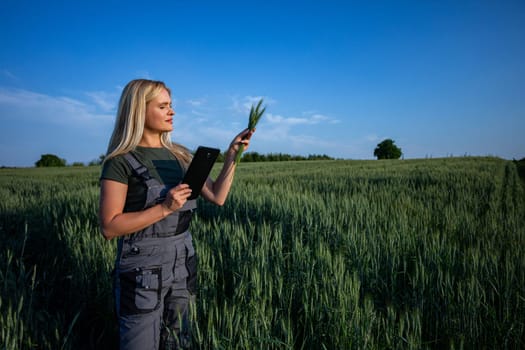 In the picturesque wheat field, a female farmer stands, balancing a tablet in one hand and a bundle of wheat stalks in the other. She attentively inspects the vibrant green stalks, analyzing their health and growth. Engrossed in her task, she focuses intently on the quality of the crop. The bright sun illuminates the scene, casting a warm glow over the golden landscape. Dressed in her sturdy work attire, she embodies the essence of agricultural diligence and expertise. With her blonde hair catching the sunlight, she epitomizes the modern farmer, utilizing technology to ensure the success of her harvest. Against the backdrop of the sprawling wheat field, her commitment to sustainable farming practices shines through. As she meticulously assesses the crop, her dedication to her craft is evident, symbolizing the timeless connection between farmer and land.