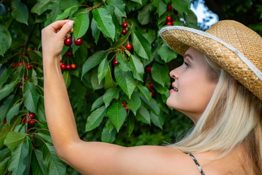 In a picturesque cherry orchard, under the warmth of the summer sun, a woman stands amidst rows of verdant trees, her straw hat shielding her from the intense rays. With sun-kissed blonde hair cascading beneath her hat, she's delicately plucking ripe cherries from a bountiful tree, her profile turned towards the fruit-laden branches. Her lips slightly parted in anticipation, she savors the succulent bounty of the season. Each cherry, vibrant and luscious, promises a burst of sweetness. Her bronzed skin bears witness to the sun's affectionate touch, a testament to days spent amidst nature's embrace. The air is filled with the aroma of ripe fruit, mingling with the scent of earth and foliage. In this idyllic scene, time seems to stand still, allowing her to relish the simple joys of rural life. As she gathers nature's bounty, she embodies the essence of summer's abundance, a vision of beauty and contentment amidst the cherry orchard's serene landscape