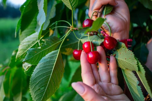 Amidst a canvas of lush green foliage, a single branch of a cherry tree stretches gracefully, adorned with clusters of ripe, succulent cherries. The vibrant red fruits, plump with sweetness, beckon to be plucked. Carefully tended female hands delicately cradle the branch, one gently touching the ripe cherries, while the other offers support. In this picturesque scene, the contrast between the vivid red cherries and the verdant green leaves creates a striking visual harmony. However, upon closer inspection, some cherries show signs of imperfection, perhaps marred by tiny wormholes. Despite this, their rich color and juiciness remain undiminished. Yet, amidst the abundance, signs of nature's cycle are evident. Some leaves are torn, their edges ragged, while others bear brown spots, reminders of the passage of time and the changing seasons. These imperfections, far from detracting from the scene, add to its authenticity and charm. The hands that delicately interact with nature's bounty tell a story of care and connection. Adorned with a colorful bracelet of beads, they add a touch of whimsy to the scene, a testament to the beauty of simplicity amidst nature's complexity. This image captures a moment of quiet beauty, where the imperfections of nature only enhance its charm. It invites contemplation of the cycle of life and the intricate interplay between growth, decay, and renewal. Through the lens of this photograph, one can almost taste the sweetness of summer and feel the gentle embrace of nature's bounty.