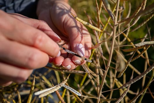 A farmer carefully holds ripening rapeseed pods, inspecting the seed development in a field. Her work overalls are partially visible amid the crops.