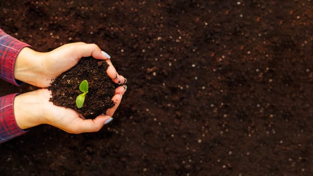 Woman's hands holding young green seedling in soil, closeup.