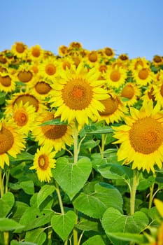 Image of Tall golden sunflowers in field of yellow flowers under blue sky