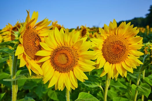 Image of Close up of three yellow sunflowers in field with darkening seeds and blue sky overhead
