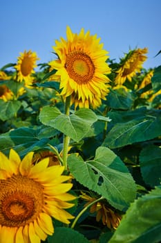 Image of Tall yellow sunflower with wide green leaves in field of flowers under blue sky