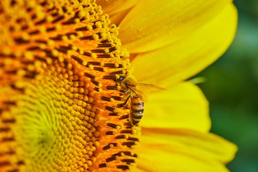 Image of Macro of honeybee pollinating sunflower seeds with blurry yellow petals