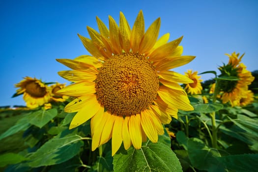 Image of Textured center of yellow sunflower with nearby flowers and blue sky