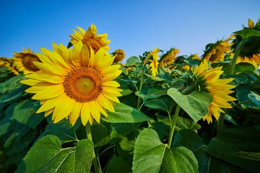 Image of Gorgeous yellow sunflowers in field close up with bee pollinating flower