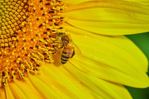 Image of Macro of cute bee covered in pollen as it pollinates golden yellow sunflower