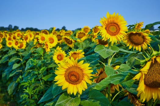 Image of Dark centers on sunflowers with blurry field of flowers in background with blue sky overhead