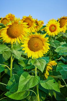 Image of Blue sky over close up rows of gorgeous yellow sunflowers_