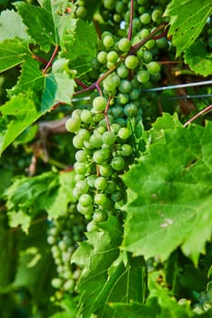 Image of Close up of large green grapes growing in bundles in vineyard