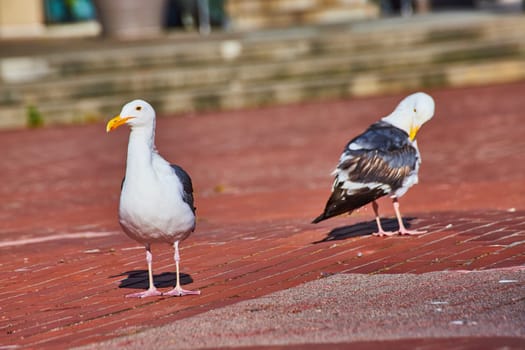 Image of One seagull cleaning its feathers as another keeps watch