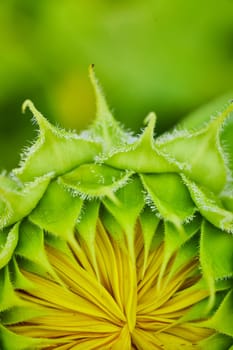 Image of Macro of tiny yellow petals forming inside green flower bud of sunflower opening