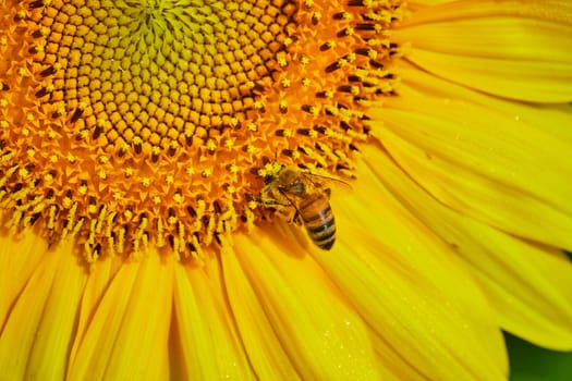 Image of Macro of cute bee pollinating golden yellow sunflower