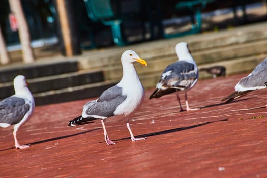 Image of Strutting seagull walks by oblivious three companions on red brick walkway