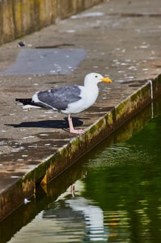 Image of Seagull standing on edge of filthy sidewalk next to green pond water