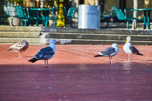 Image of Four seagulls chilling on a brick sidewalk with distant green seating