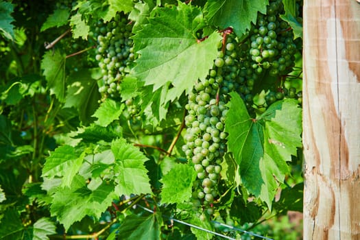 Image of Bunches of green grapes growing on vine with wooden vineyard pole and metal wires