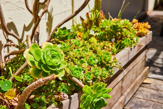 Image of Close up of blooming green succulents in wooden planter