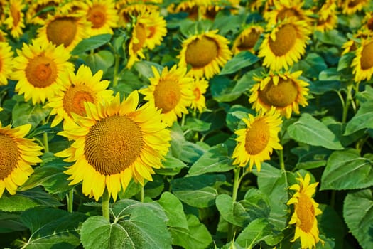 Image of Close up of tops of yellow sunflowers in field