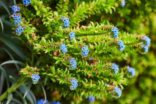 Image of Long strands of succulents with gorgeous tiny blue flowers growing on tip of plants