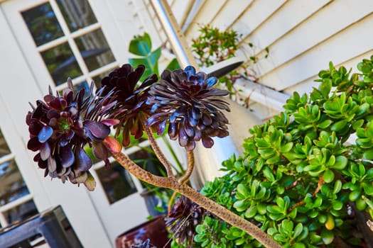 Image of Close up of purple succulents with green plants and white house in background