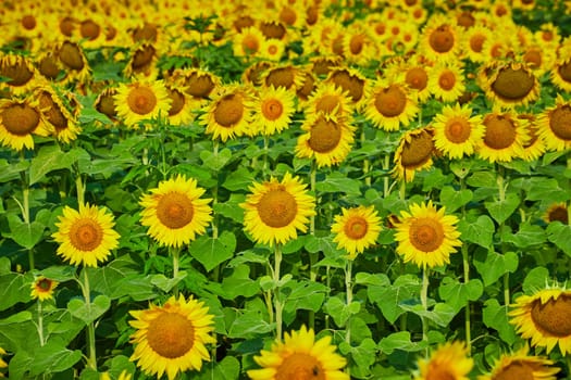 Image of Endless rows of bright yellow sunflowers in field of flowers