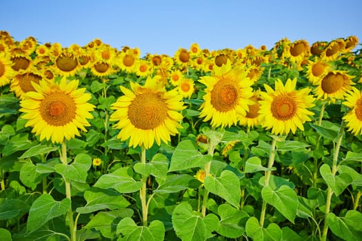 Image of Tall golden sunflowers in field of yellow flowers with tall green stems and leaves under blue sky