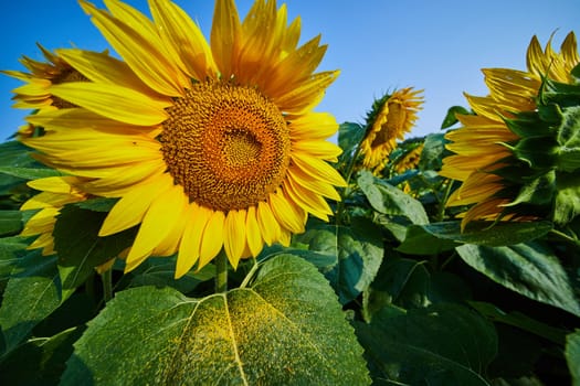 Image of Pollen on large green leaf of sunflower in field of yellow flowers