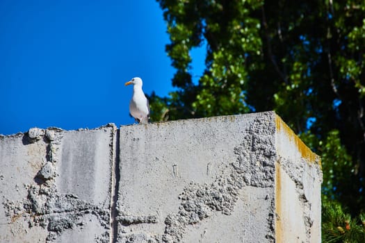 Image of Lone seagull stands atop corner piece of textured concrete block with tree and blue sky background