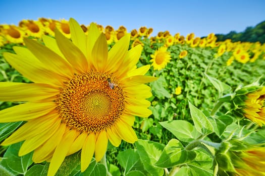 Image of Close up of bee pollinating yellow sunflower in field of flowers with blue sky and forest background