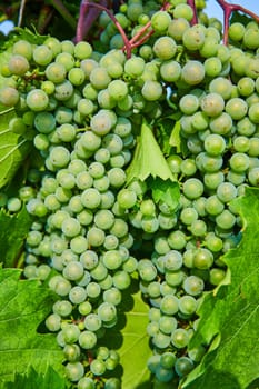 Image of Close up view of green grape bundles growing on purple vine with large leaves