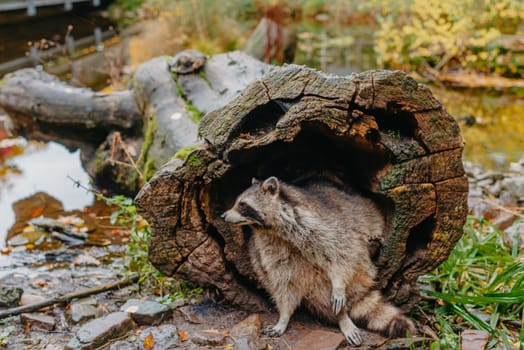 Gorgeous raccoon cute peeks out of a hollow in the bark of a large tree. Raccoon (Procyon lotor) also known as North American raccoon sitting hidden in old hollow trunk. Wildlife scene. Habitat North America, expansive in Europe, Asia.