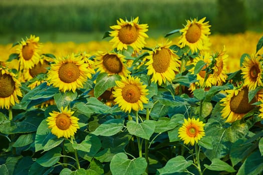 Image of Close up of yellow sunflowers with blurry corn crop in distance