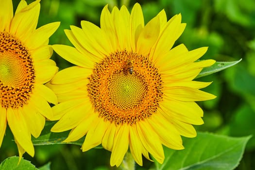 Image of Close up of bee pollinating center of large yellow sunflower