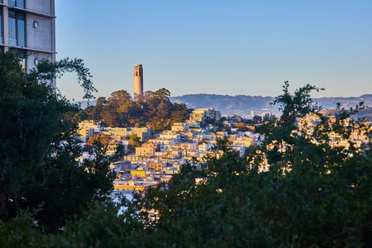 Image of Trees at bottom framing in golden hour hitting city with Coit Tower atop Telegraph Hill