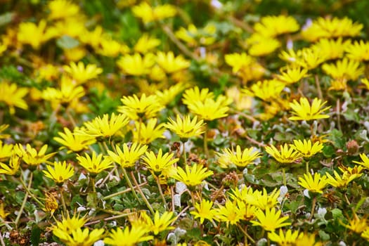 Image of Yellow wild flowers close up with green succulents growing underneath background asset