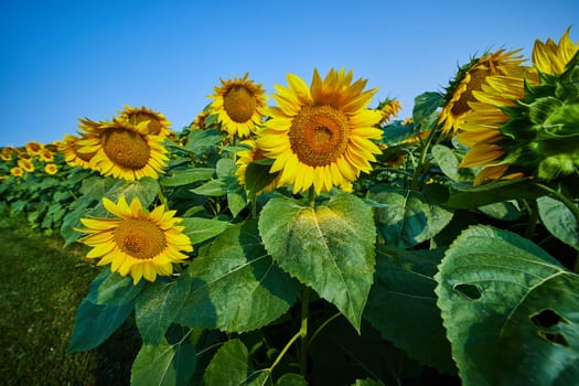 Image of Detailed view of sunflowers in field of flowers on summer day