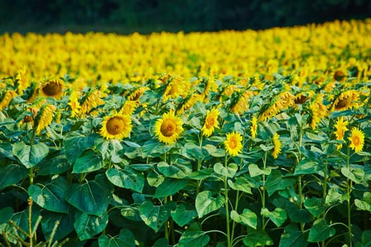 Image of Wide view of large sunflower field with blurry forest in distance