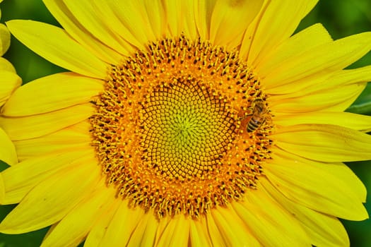 Image of Macro view of bee pollinating interior of yellow sunflower with darkening seeds and dew drops